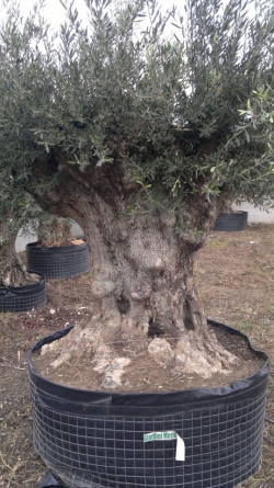 ulivo secolare