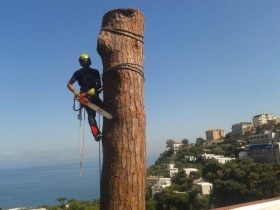 Potatura e abbattimento ad alto fusto - Giardini Meridionali s.r.l.